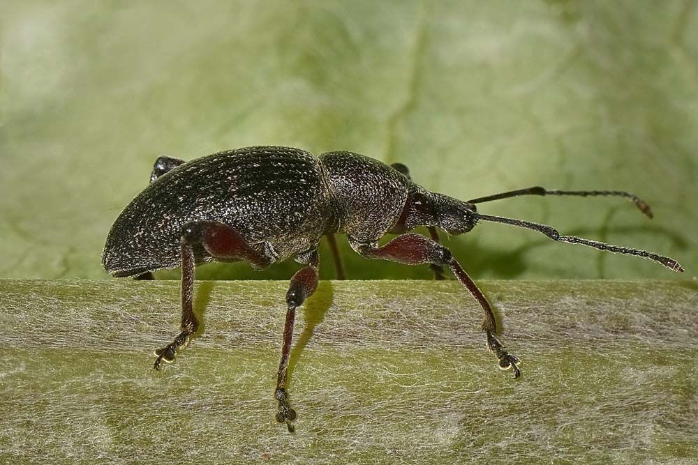 Curculionidae: ora  Otiorhynchus sellae (in accoppiamento)